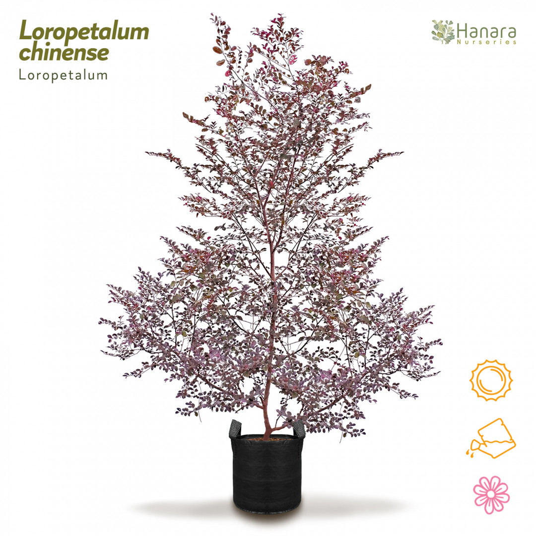 Hanara | Plants | Loropetalum chinense